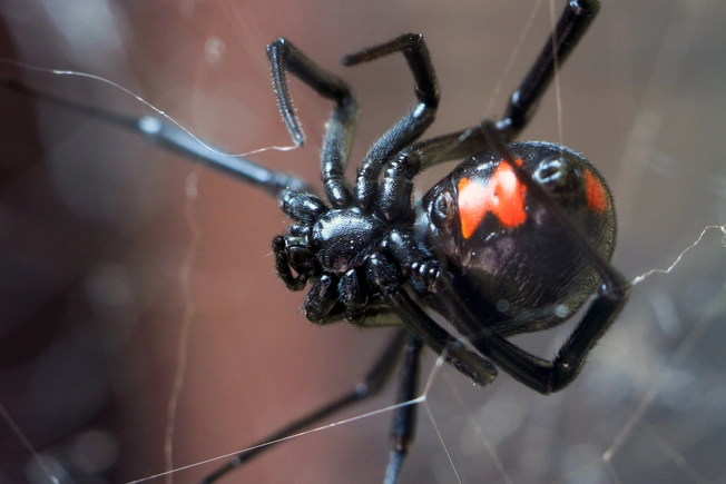 Black Widow Spiders: Venomous!