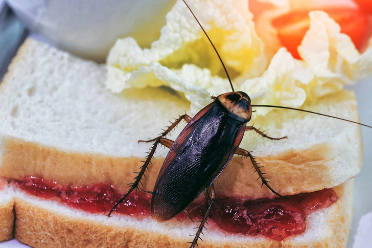 Cockroaches: Ugly Trouble