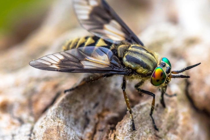 Deerflies: Painful!