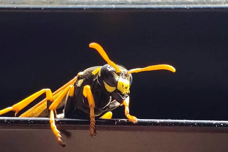 Bee, Wasp, Hornet, Yellow Jacket