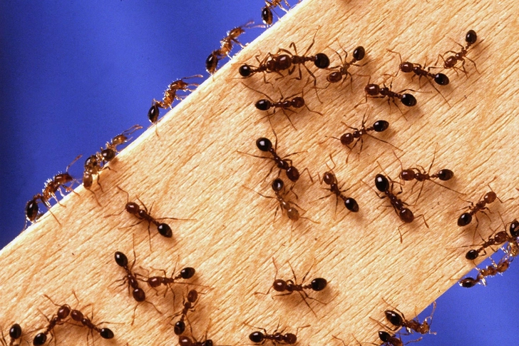 Fire Ants: Ouch!