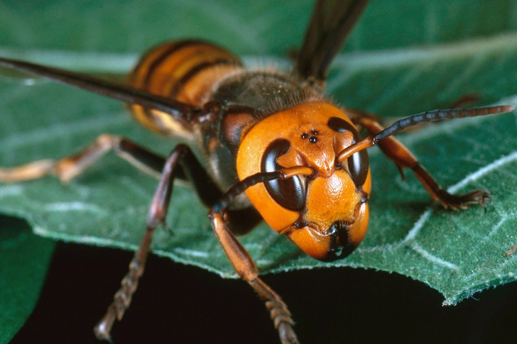 Asian Giant Hornet