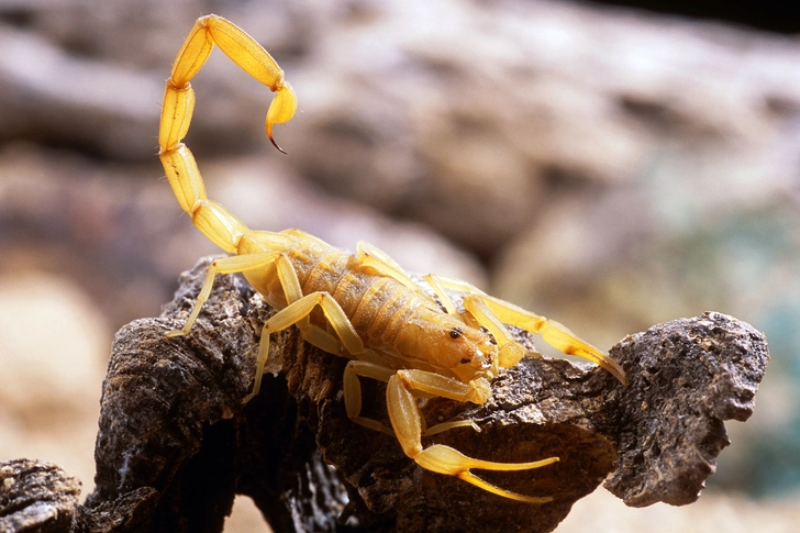 Scorpions: Deadly!