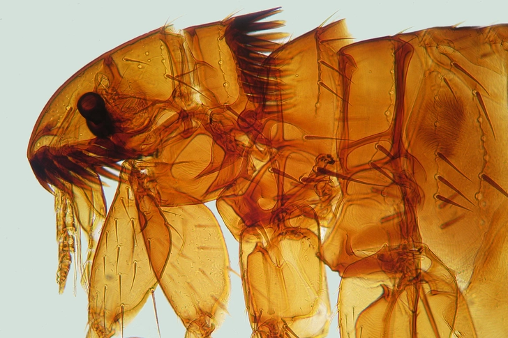 Fleas: Not for Pets Only