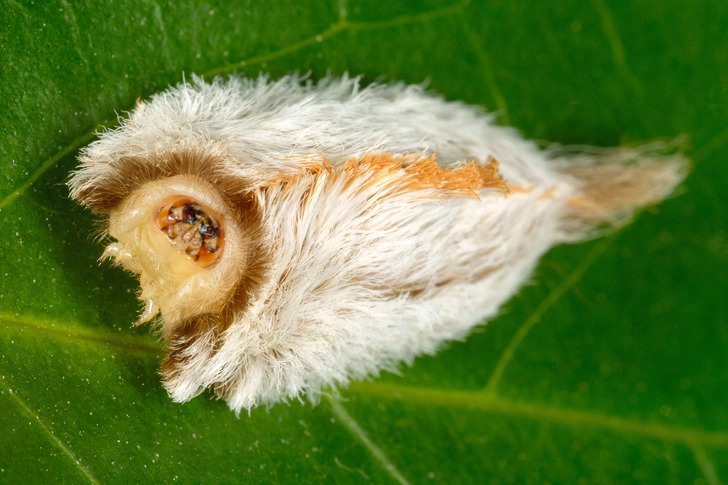 Puss Caterpillar: Southern Stinger!