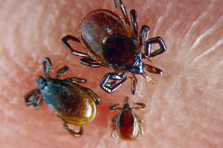 Ticks Ticks