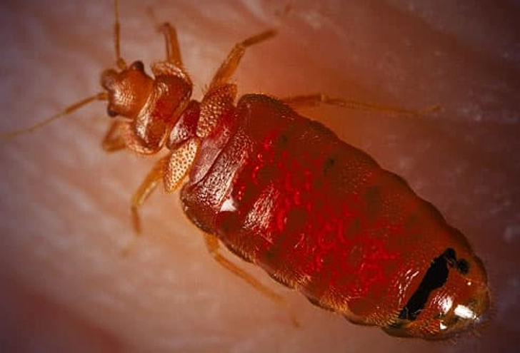 Do Bedbugs Transmit Diseases? Do Bedbugs Transmit Diseases?