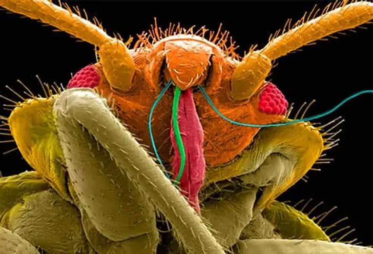 Don’t Let the Bedbugs Bite Don’t Let the Bedbugs Bite