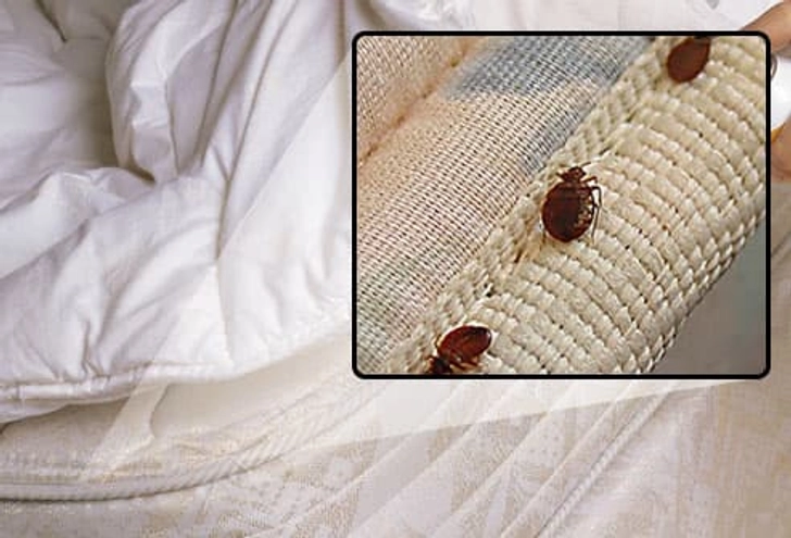 Bedbug or Imposter? Bedbug or Imposter?