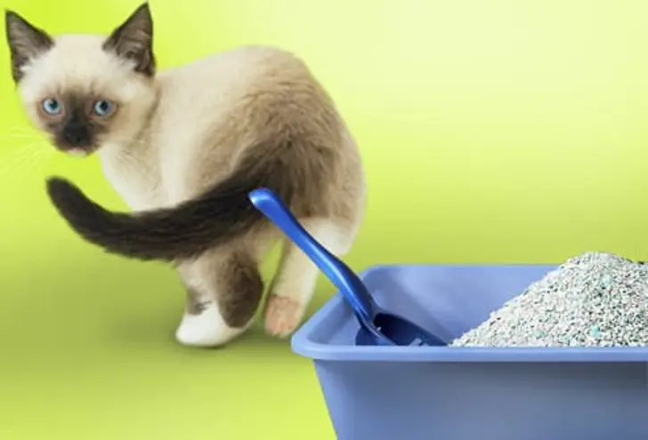 Avoiding the Litter Box