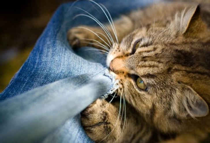 Compulsive Behavior Compulsive Behavior