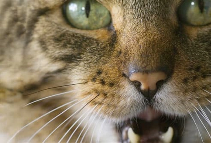Lots of Meowing