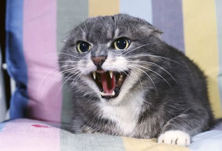Aggression Aggression