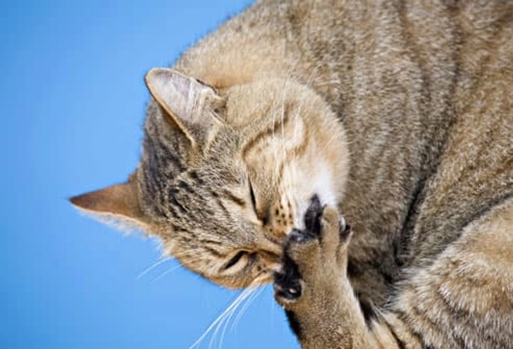 Obsessive Grooming