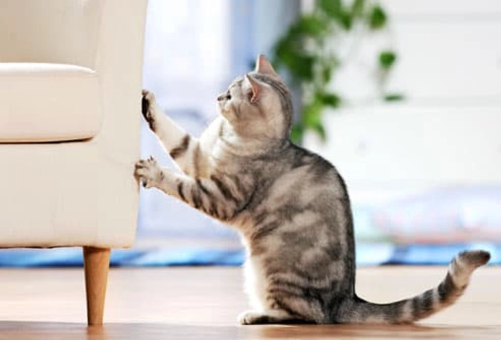 Scratching