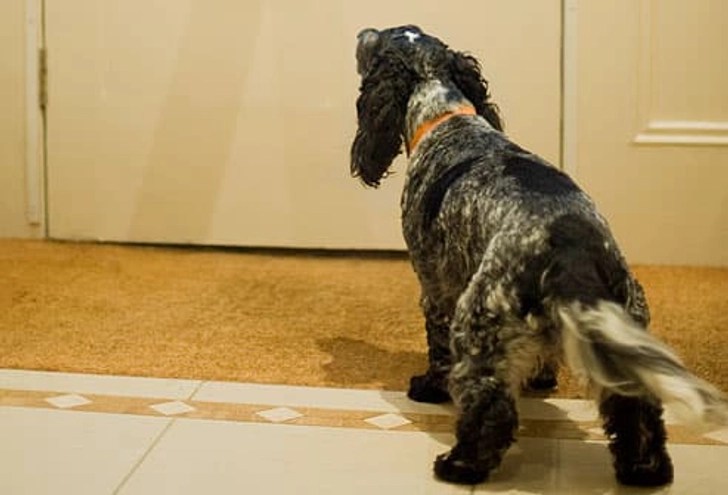 Barking at the Door