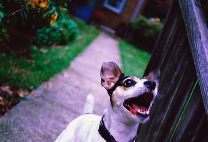 Barking All the Time