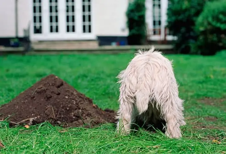 Digging