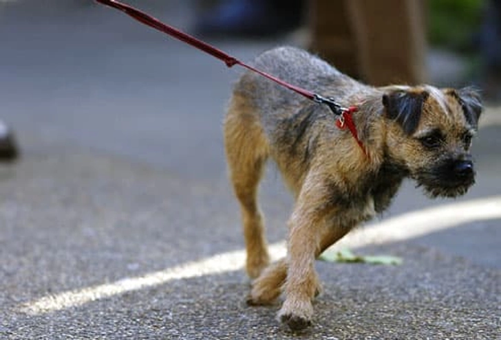Pulling on the Leash