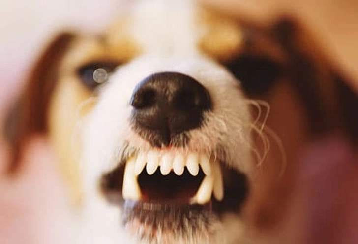 Aggression