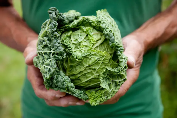 Benefits of Cabbage