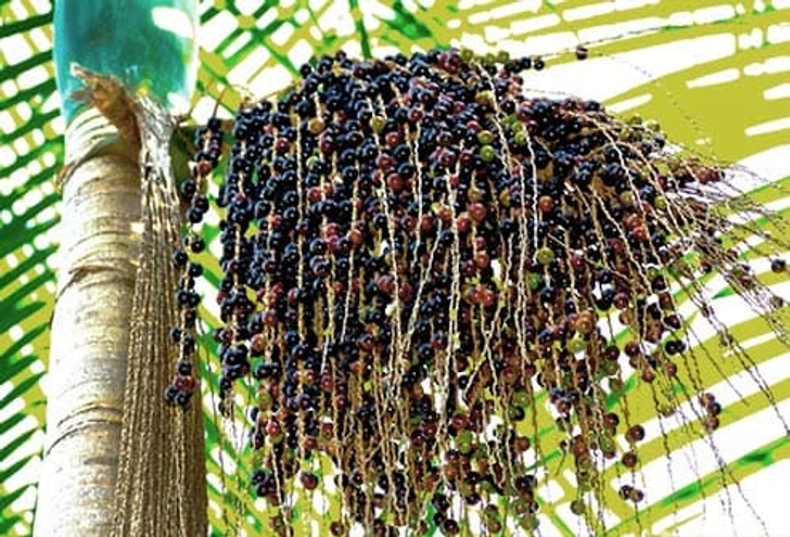 Acai Berries Acai Berries