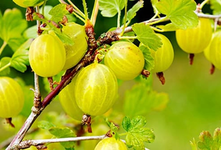Gooseberries