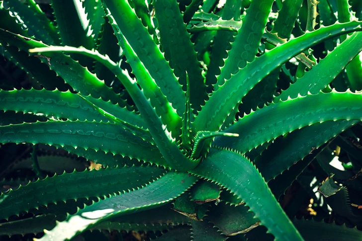 Love: Aloe Vera Love: Aloe Vera