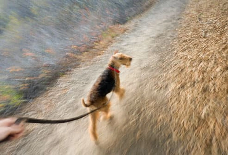 Need Motivation? Walking Breeds