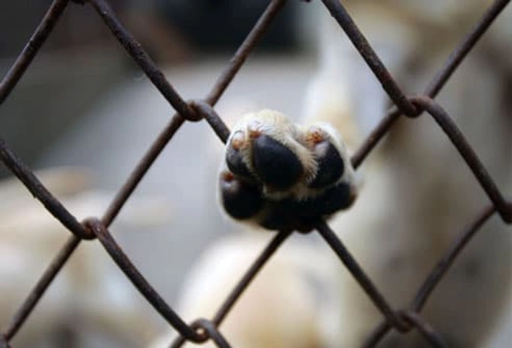 The Puppy-Mill Problem
