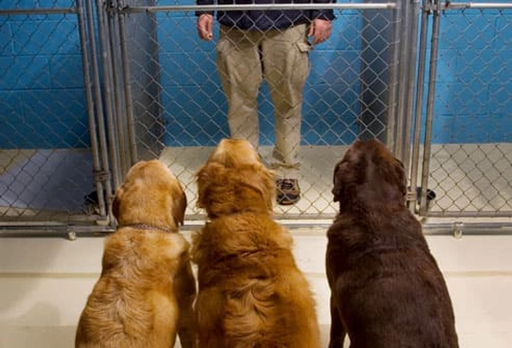 Tips for Dog Adoption