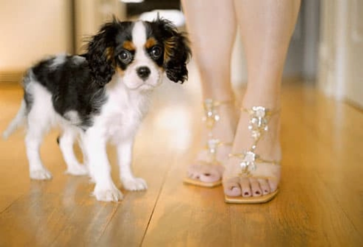 Pups for Apartment Dwellers
