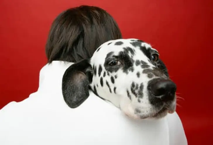 Which Dog Is for You? Which Dog Is for You?
