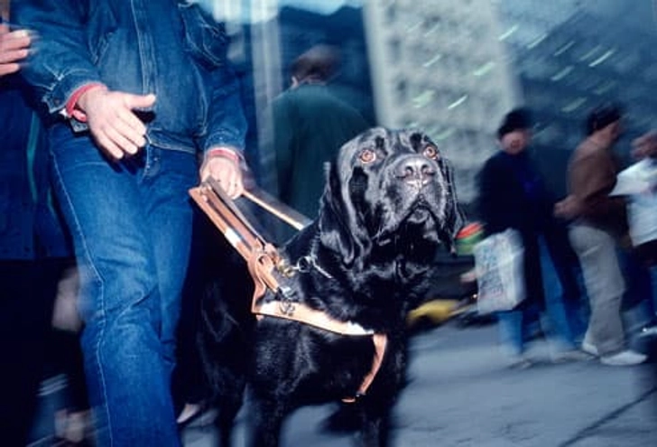 Dogs for Special Needs