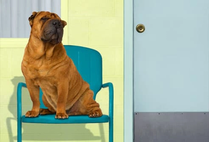Independent Dogs for Busy Bees