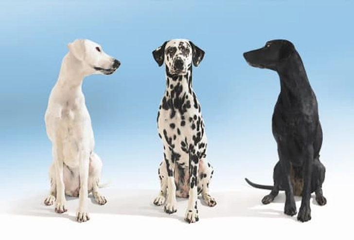 Dog Shopping: Pure or Mixed Breed?