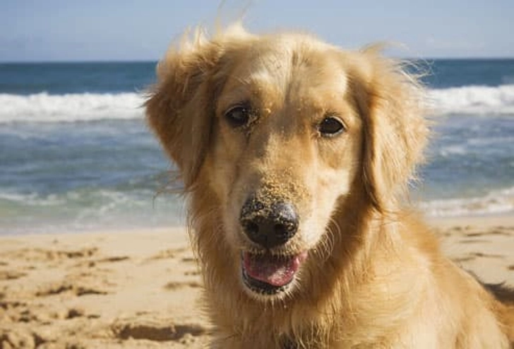 Beachcomber Breeds