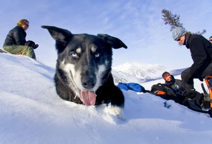 Dogs for Fitness Buffs