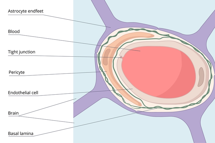 Why Brain Cancers Are Hard to Treat