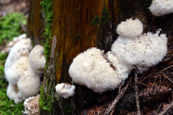 Lion's Mane Mushroom Tea