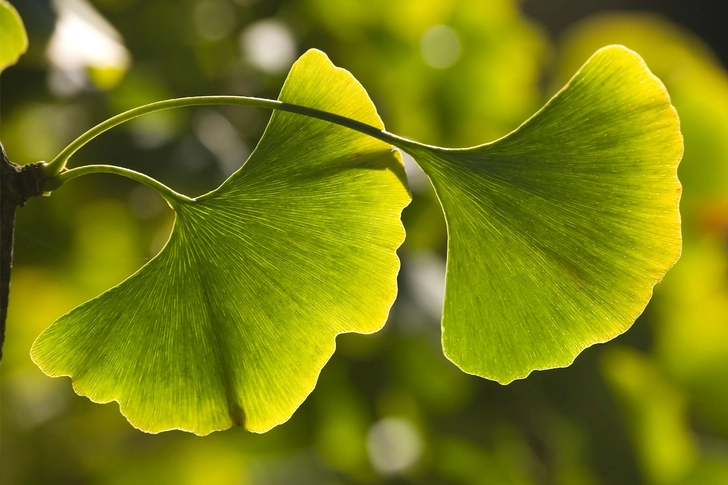 Ginkgo Biloba