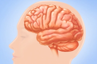 Brain Brain