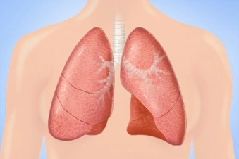 Lungs