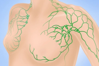 Lymph Nodes Lymph Nodes