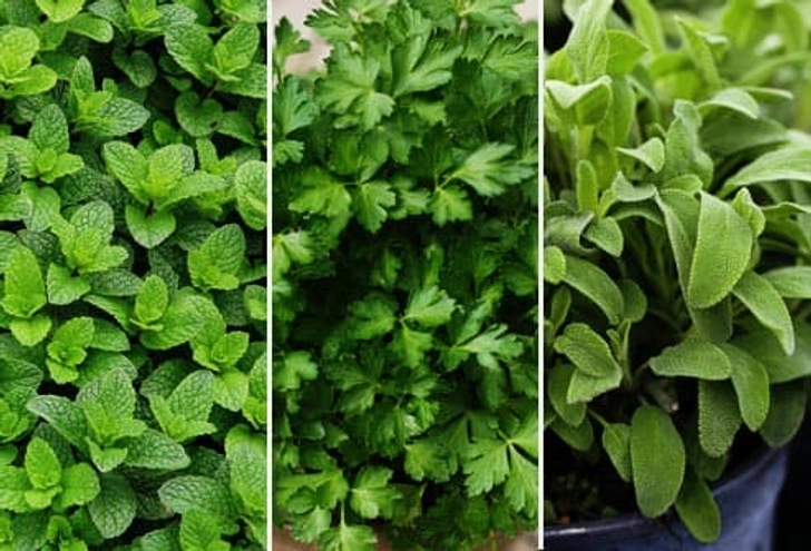Peppermint, Parsley, and Sage