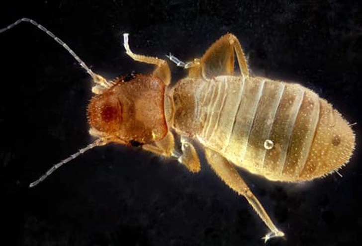Lice Lice