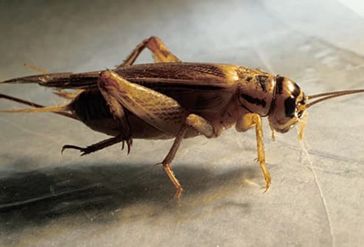 Crickets Crickets