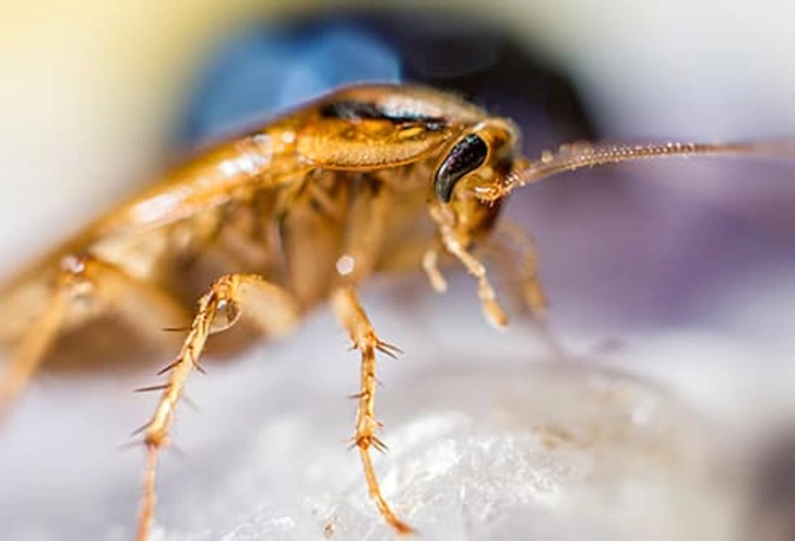 Cockroaches Cockroaches