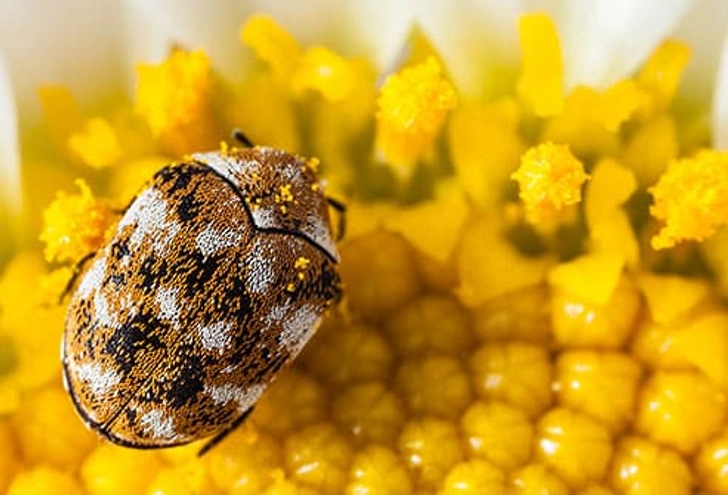 Beetles
