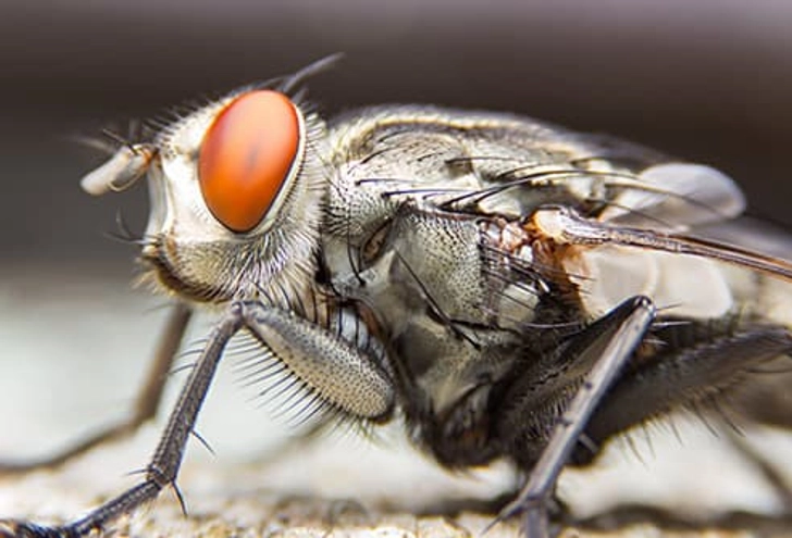 Flies Flies